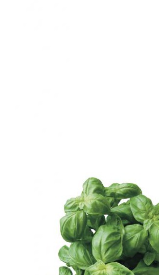 Bazsalikom fehér háttéren