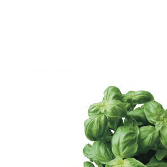 Bazsalikom fehér háttéren