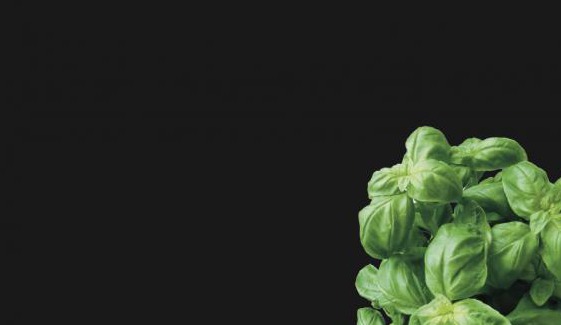 Bazsalikom fekete háttéren