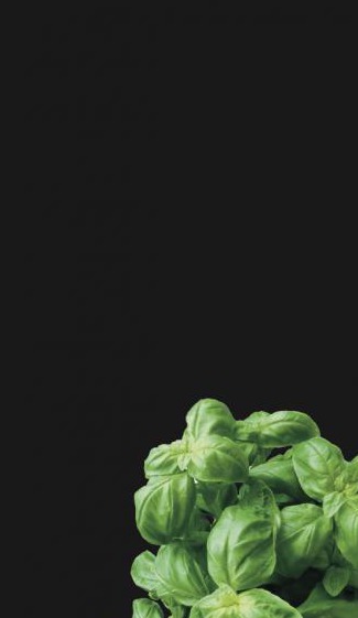 Bazsalikom fekete háttéren